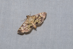 Lygropia distorta