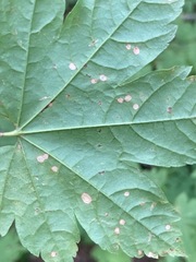 Cristulariella depraedans