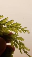 Vandenboschia collariata