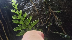 Vandenboschia collariata