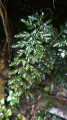 Vandenboschia collariata