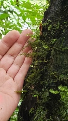 Vandenboschia collariata