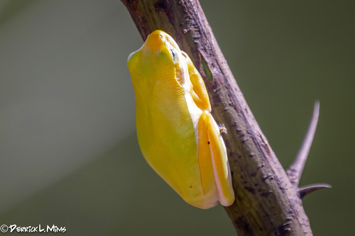 Green Treefrog photographed in Texas