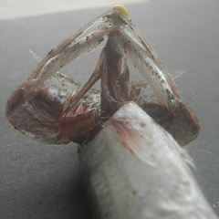 Engraulis mordax