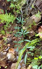 Pellaea ternifolia