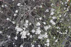 Metalasia pulchella