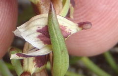 Disa ocellata