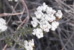 Metalasia pulchella