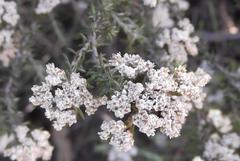 Metalasia pulchella