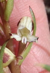 Disa ocellata