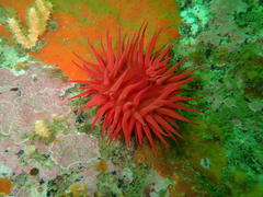 Pseudactinia flagellifera