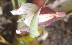 Disa ocellata