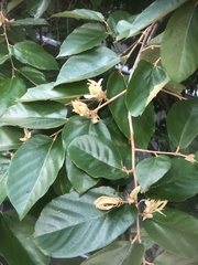 Pterospermum heterophyllum