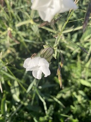 Silene noctiflora