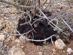 Tridentea gemmiflora