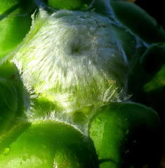 Protea coronata