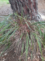 Dianella nigra