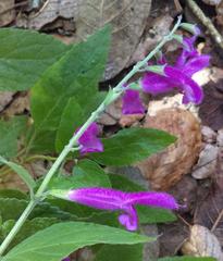 Salvia curviflora