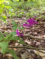 Salvia curviflora