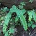 Single-sorus Spleenwort - Photo (c) babo, some rights reserved (CC BY-NC), uploaded by babo