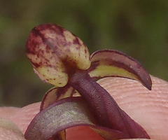 Disa neglecta