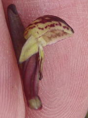 Disa neglecta