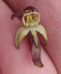 Disa neglecta