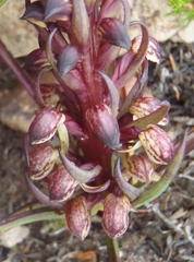 Disa neglecta