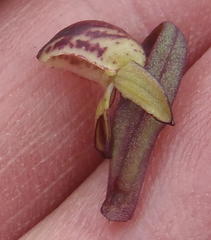 Disa neglecta