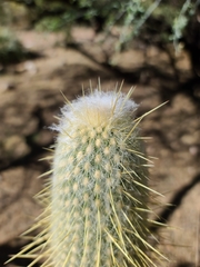 Cleistocactus strausii