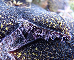 Tridentea gemmiflora