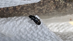 Glischrochilus vittatus