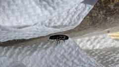 Glischrochilus vittatus