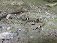 Sphaerodactylus continentalis