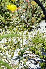 Chlorophytum triflorum