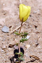 Tribulus cristatus