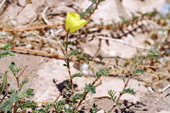 Tribulus cristatus