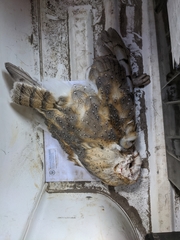 Tyto alba delicatula