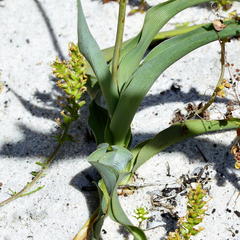 Chlorophytum triflorum