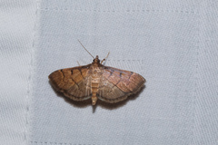 Herpetogramma rudis
