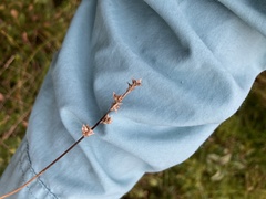 Carex atlantica
