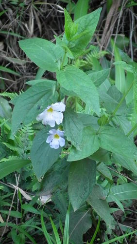 Thunbergia natalensis (Thunbergia natalensis)