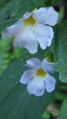 Thunbergia natalensis