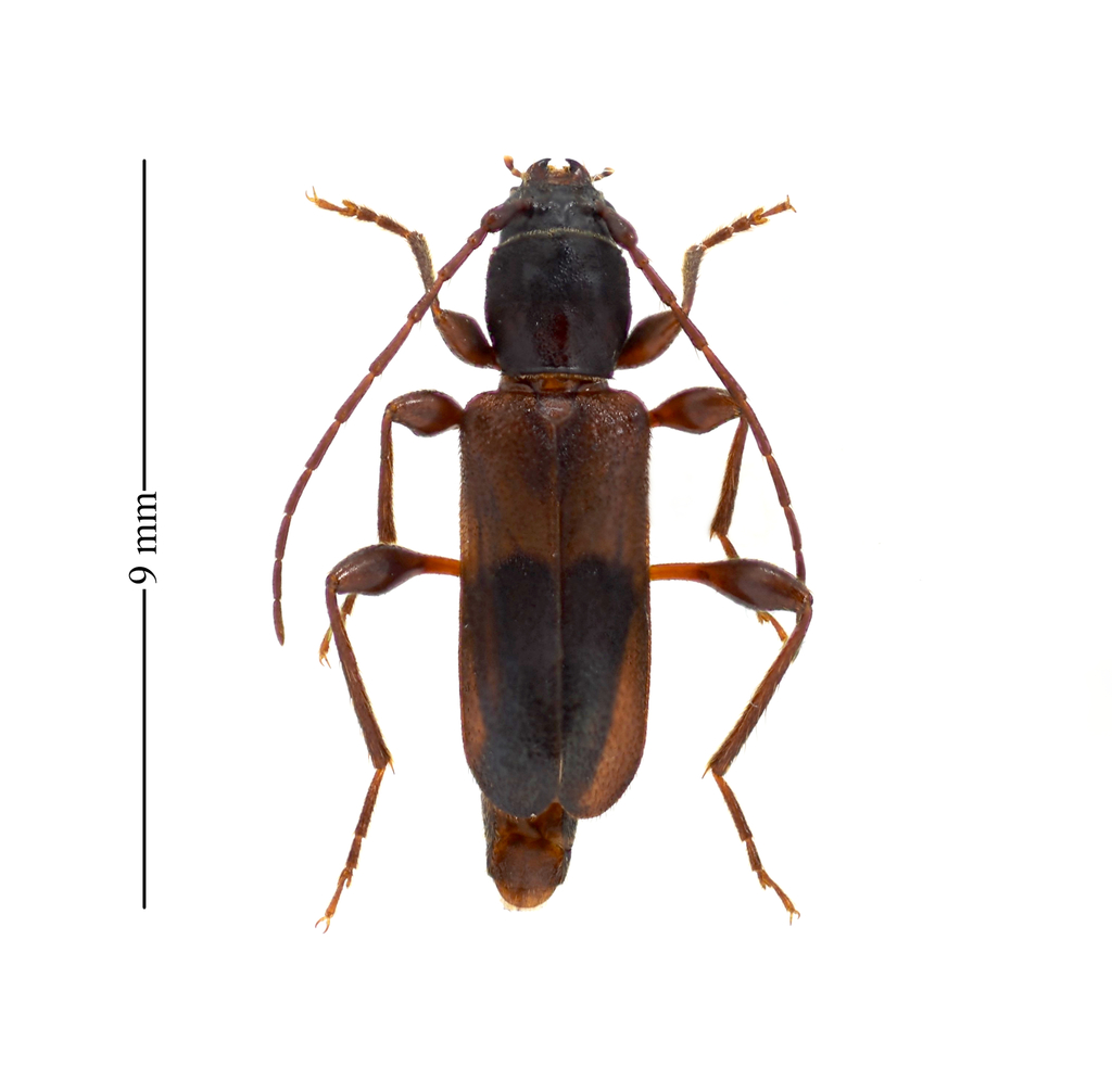 Phymatodes dimidiatus