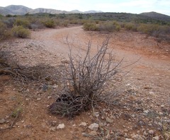 Tridentea gemmiflora