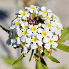 Manulea corymbosa