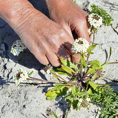 Manulea corymbosa