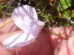 Disa schizodioides
