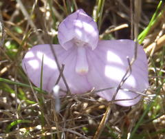 Disa schizodioides
