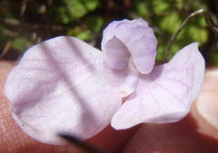 Disa schizodioides